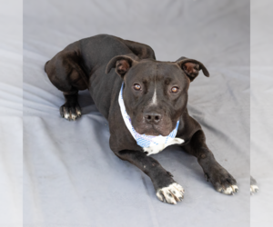 American Pit Bull Terrier Dogs for adoption in Pasadena, CA, USA