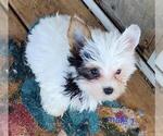 Small #2 Yorkshire Terrier