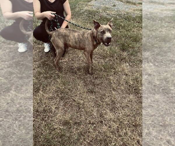 Medium Photo #4 Mutt Puppy For Sale in Abbeville, LA, USA