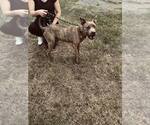 Small #3 Mutt