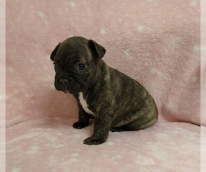 French Bulldog Puppy for sale in JOHNS ISLAND, SC, USA