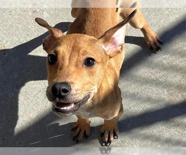 Medium Photo #1 Redbone Coonhound-Unknown Mix Puppy For Sale in Tulsa, OK, USA