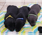 Small Photo #192 Labrador Retriever Puppy For Sale in OLYMPIA, WA, USA