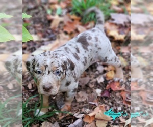 Catahoula Leopard Dog Puppy for sale in MORAN, MI, USA