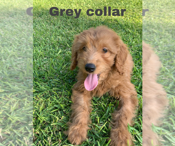 Medium Photo #8 Goldendoodle (Miniature) Puppy For Sale in BAKERSFIELD, CA, USA