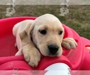 Labrador Retriever Puppy for sale in SANGER, TX, USA