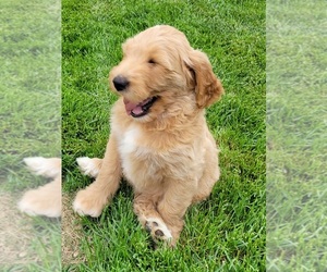 Goldendoodle Puppy for sale in KANSAS CITY, MO, USA