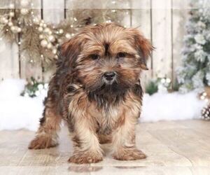 Yorkshire Terrier Puppy for sale in MOUNT VERNON, OH, USA