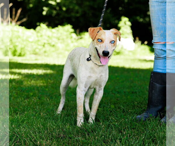 Medium Photo #4 Red Heeler-Unknown Mix Puppy For Sale in Sparta, TN, USA