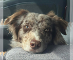 Small Photo #1 Australian Shepherd Puppy For Sale in CLINTON, NC, USA