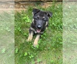 Puppy Light Green German Shepherd Dog