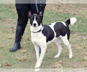 Mandy - Female Basenji-Unknown Mix Dog for Adoption - Photo #2
