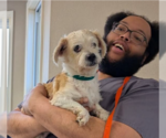 Small #4 Shih Tzu Mix