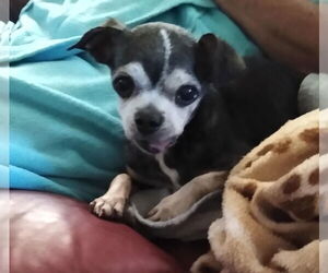 Chihuahua Dogs for adoption in Middlesex, NC, USA