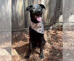 Small Photo #2 Labrador Retriever-Unknown Mix Puppy For Sale in Denton, TX, USA