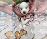 Small #2 Siberian Husky