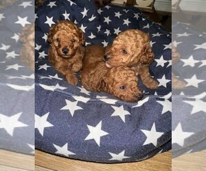 Poodle (Toy) Dogs for adoption in NEW YORK, NY, USA