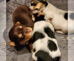 Puppy Puppy 2 Biewer Terrier
