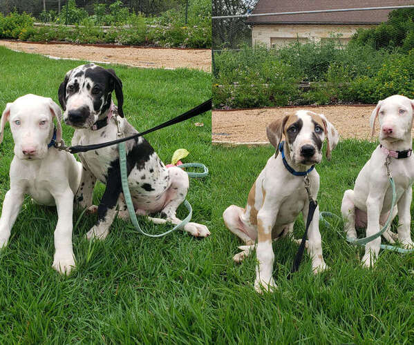 Medium Photo #1 Great Dane Puppy For Sale in SCHERTZ, TX, USA