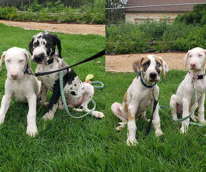 Great Dane Litter for sale in SCHERTZ, TX, USA