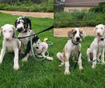 Small Great Dane