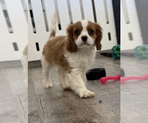 Cavalier King Charles Spaniel Puppy for sale in INDIANAPOLIS, IN, USA