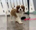 Small Cavalier King Charles Spaniel