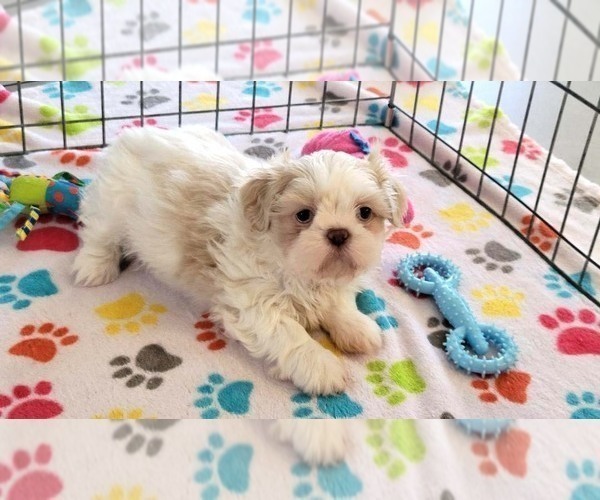 Medium Photo #8 Shih Tzu Puppy For Sale in ORO VALLEY, AZ, USA