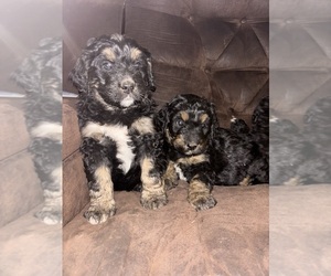 Bernedoodle Puppy for Sale in CARY, Illinois USA