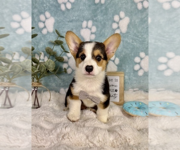 Medium Photo #8 Pembroke Welsh Corgi Puppy For Sale in NOBLESVILLE, IN, USA
