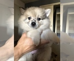 Small #1 Pomeranian