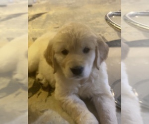 English Cream Golden Retriever Puppy for sale in BEAUMONT, CA, USA