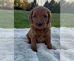 Puppy Chase Goldendoodle (Miniature)
