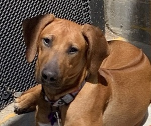 Mother of the Rhodesian Ridgeback puppies born on 05/04/2026