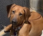 Small Photo #1 Rhodesian Ridgeback Puppy For Sale in RIVERSIDE, CA, USA