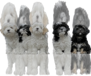 Zuchon Puppy for sale in ROMNEY, WV, USA
