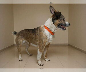 Mutt Dogs for adoption in Westwood, NJ, USA