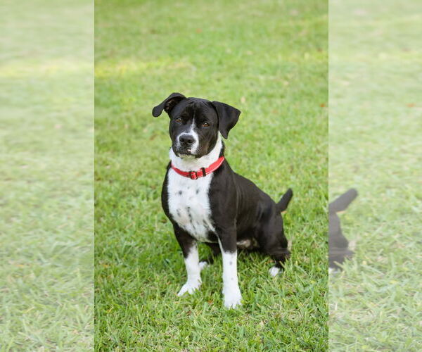 Medium Photo #6 Mutt Puppy For Sale in  Gainesville, FL, USA