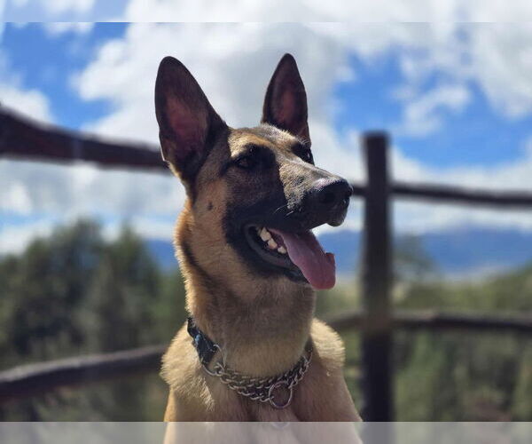 Medium Photo #3 Mutt Puppy For Sale in Imlay City, MI, USA