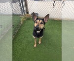Small #2 German Shepherd Dog Mix