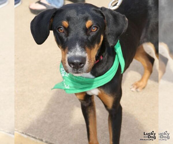 Medium Photo #3 Mutt Puppy For Sale in Washington, DC, USA