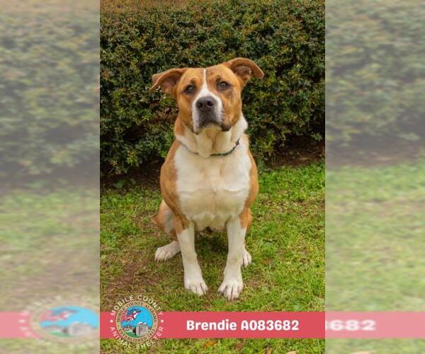 Medium Photo #2 Labrador Retriever-Unknown Mix Puppy For Sale in Mobile, AL, USA