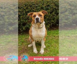 BRENDIE - Female Labrador Retriever-Unknown Mix Dog for Adoption - Photo #2