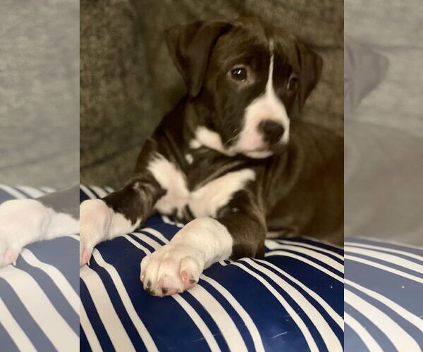 Medium Photo #3 American Pit Bull Terrier-Unknown Mix Puppy For Sale in Hillsboro, MO, USA