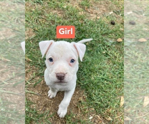 Medium Photo #5 American Staffordshire Terrier Puppy For Sale in Frankston, Victoria, Australia