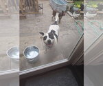 Small #5 American Pit Bull Terrier