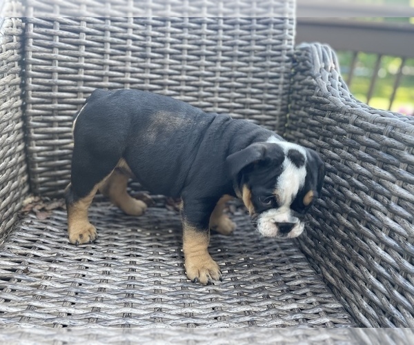 Medium Photo #13 Bulldog Puppy For Sale in WATERVILLE, OH, USA