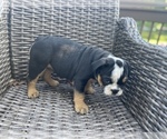 Small Photo #13 Bulldog Puppy For Sale in WATERVILLE, OH, USA