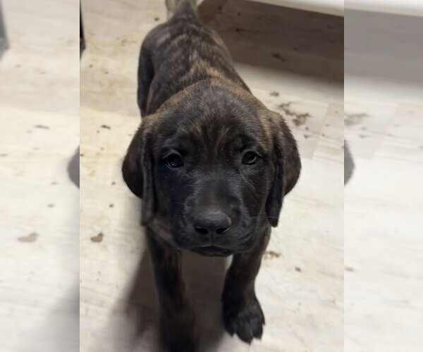 Medium Photo #3 Golden Retriever-Unknown Mix Puppy For Sale in Bolivar, MO, USA