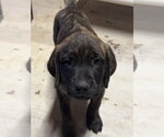 Small #2 Golden Retriever Mix
